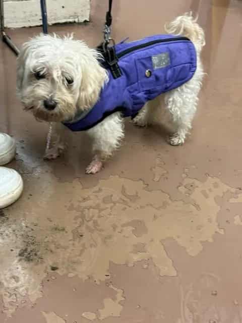 Photo of Zoey, adoptable senior Maltese in Chicago, Illinois