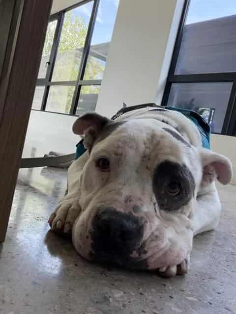 Photo of Blue, adoptable senior Mixed Breed