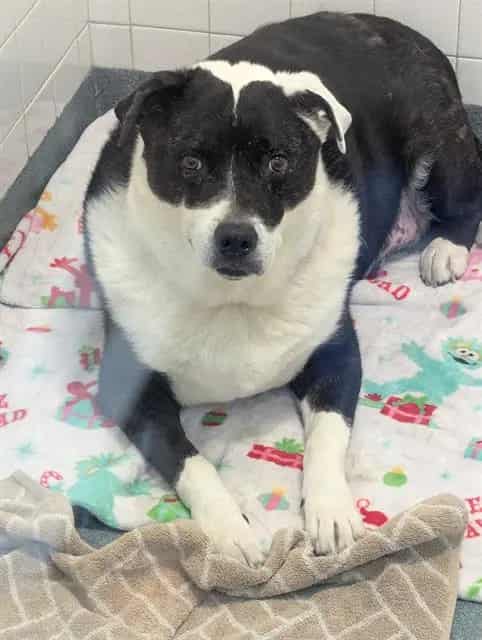 Photo of Sam, adoptable senior Mixed Breed