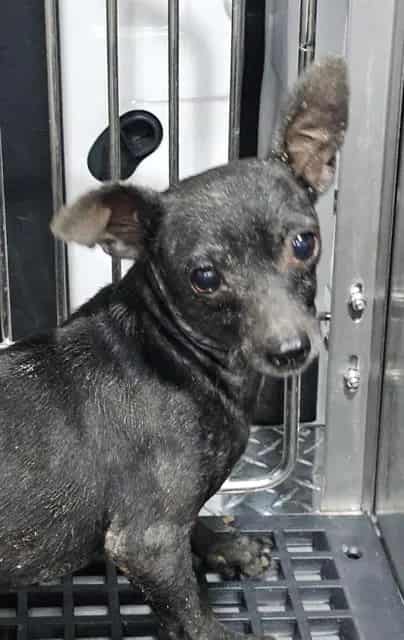 Photo of Soy, adoptable senior Mixed Breed