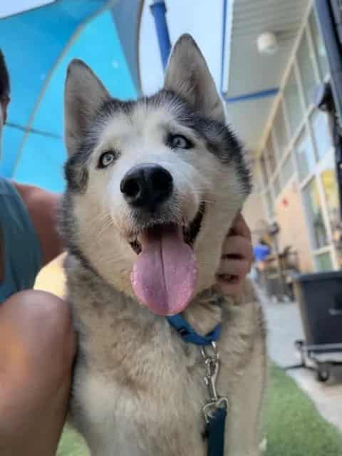 Photo of Lasie, adoptable senior Mixed Breed