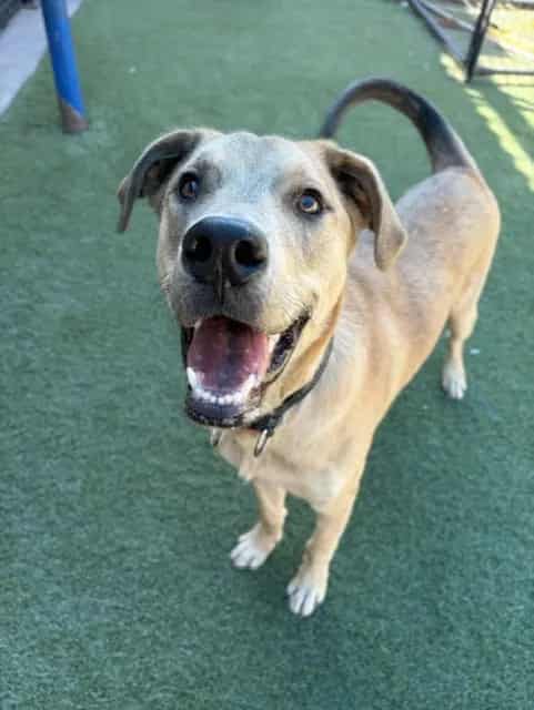 Photo of Donald, adoptable senior Mixed Breed