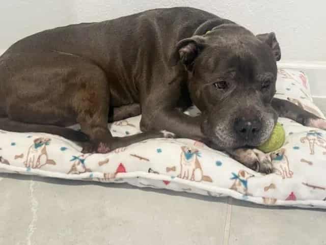 Photo of Danny, adoptable senior Terrier in Miami, Florida