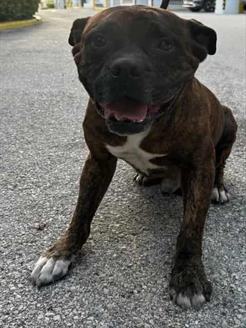Photo of Loui, adoptable senior Terrier in Miami, Florida