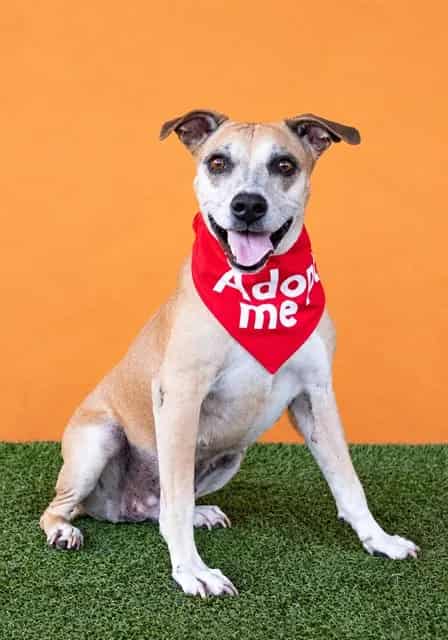 Photo of Daisy, adoptable senior Terrier mix in Miami, Florida