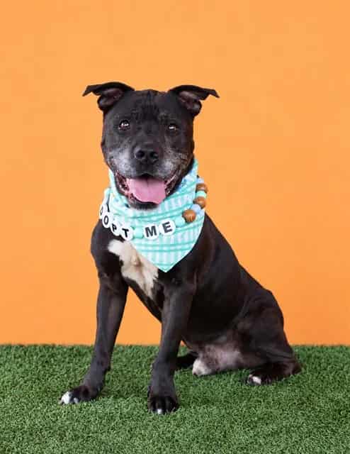 Photo of Buddy, adoptable senior Terrier in Miami, Florida