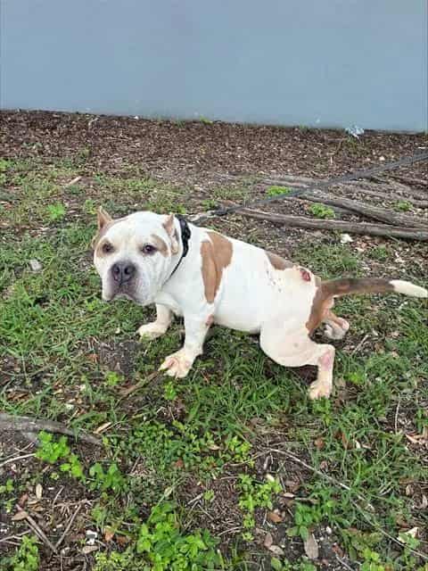 Photo of Bob, adoptable senior American Bulldog in Miami, Florida