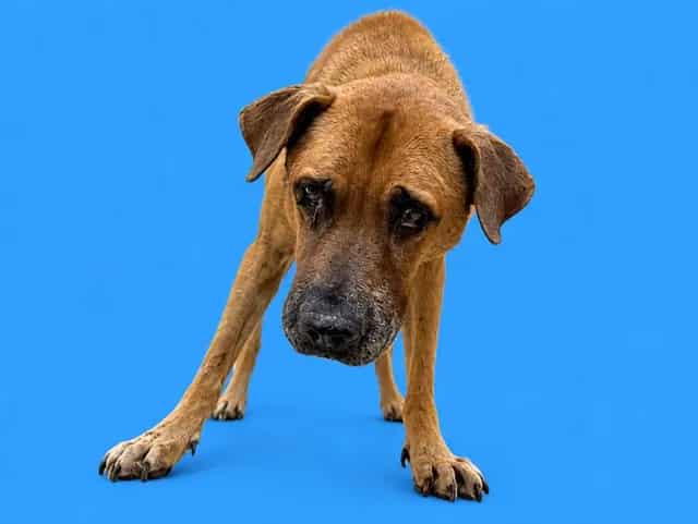 Photo of Hank, adoptable senior Terrier in Miami, Florida