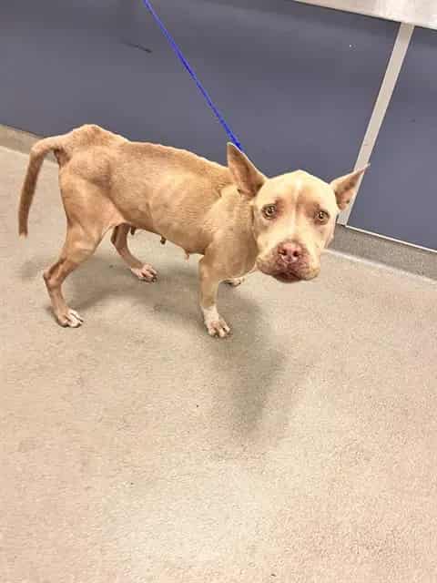 Photo of Susane, adoptable senior Terrier in Miami, Florida