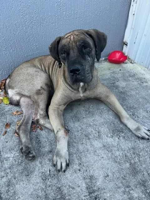 Photo of Jack, adoptable senior Mastiff in Miami, Florida