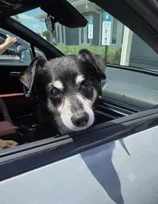 Photo of Reggie, adoptable senior dog in San Antonio, Texas