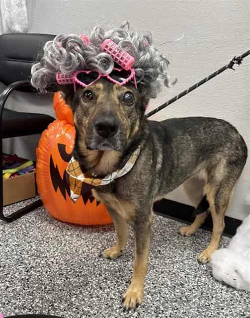 Photo of Hope, adoptable senior German Shepherd Dog in Rosenberg, Texas