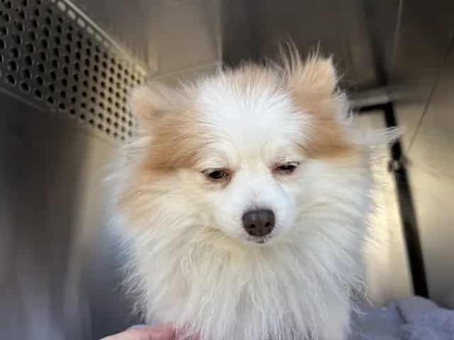 Photo of Senior Pomeranian, adoptable senior Pomeranian in Oklahoma City, Oklahoma