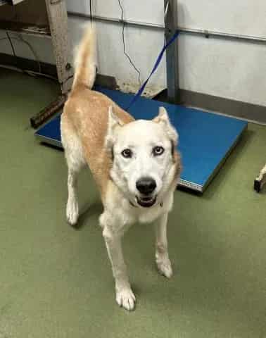 Photo of Senior Husky, adoptable senior Husky in Devore, California