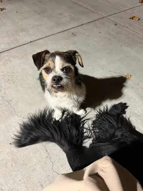 Photo of Buster, adoptable senior Brussels Griffon mix in San José, California