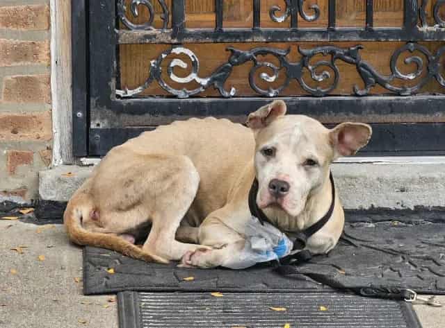 Photo of Vintage, adoptable senior American Pit Bull Terrier mix in Chicago, Illinois