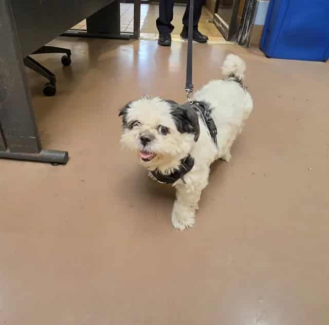 Photo of Molly, adoptable senior Maltese in Chicago, Illinois