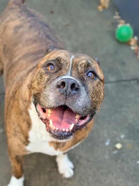 Photo of Gambit, adoptable senior American Pit Bull Terrier in Chicago, Illinois