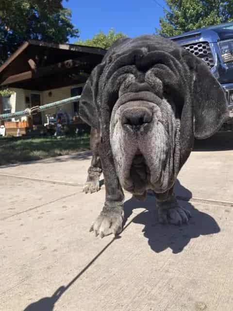 Photo of Italy, adoptable senior Mixed Breed