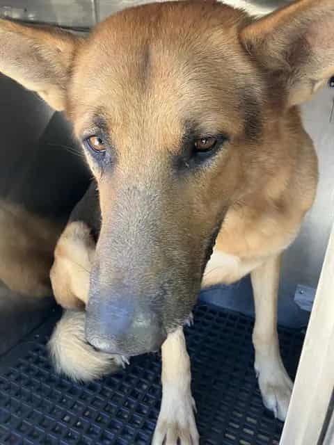 Photo of Jack, adoptable senior German Shepherd Dog