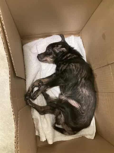 Photo of Scooter, adoptable senior Chihuahua - Smooth Coated