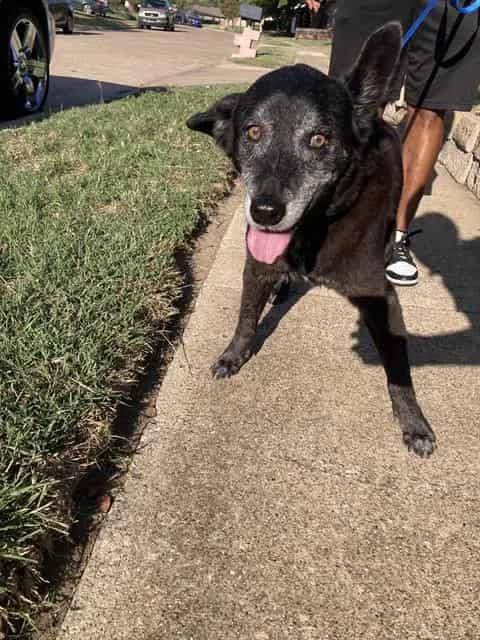 Photo of Moo, adoptable senior Mixed Breed