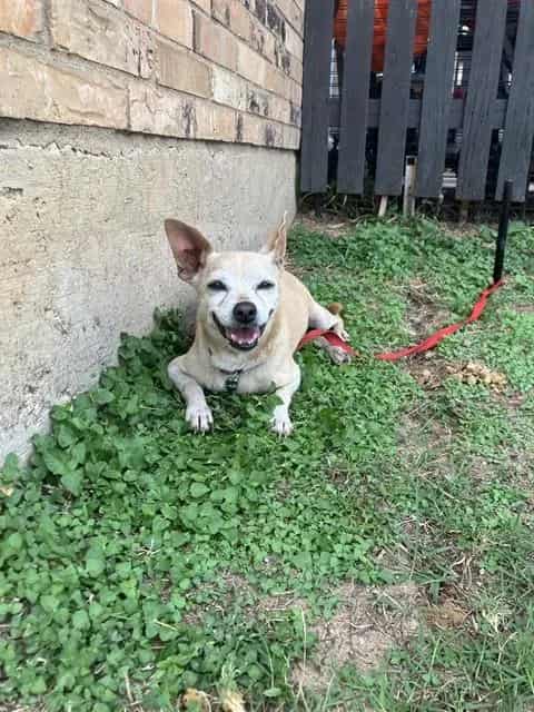Photo of Tassy, adoptable senior Mixed Breed