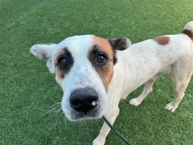 Photo of Firulais, adoptable senior Mixed Breed