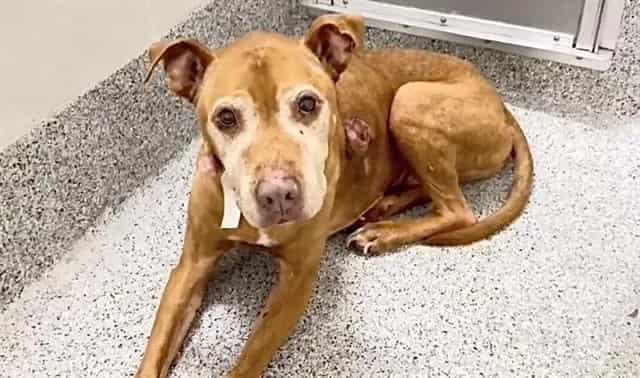 Photo of Barry, adoptable senior Pit Bull Terrier in Houston, Texas