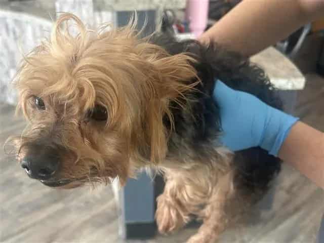 Photo of Senior Yorkshire Terrier, adoptable senior Yorkshire Terrier in Houston, Texas