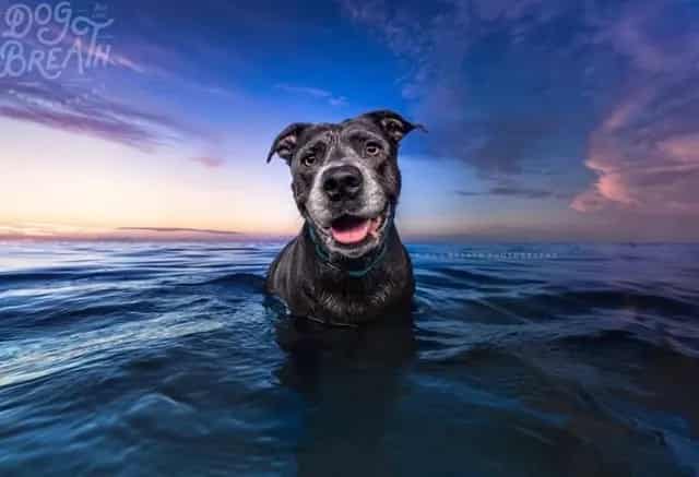 Photo of Myakka, adoptable senior dog in Palmetto, Florida