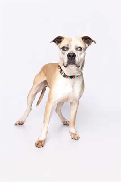 Photo of Leo, adoptable senior Boxer mix in Miami, Florida