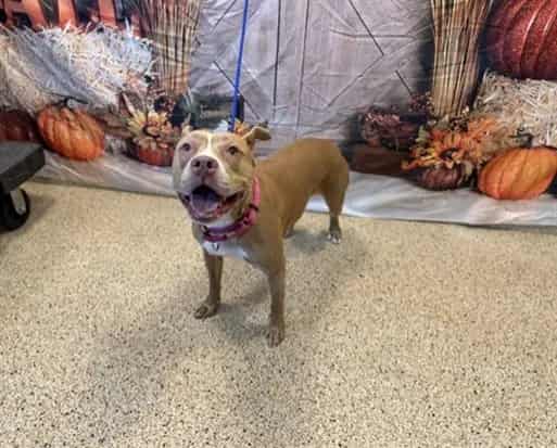 Photo of Tammy, adoptable senior Terrier in Miami, Florida