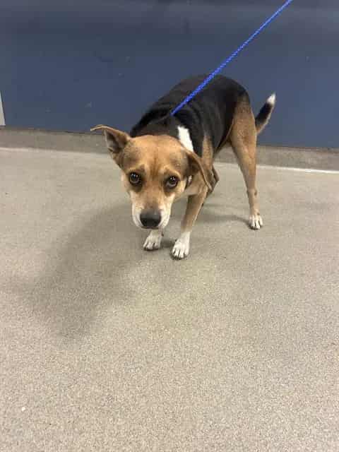 Photo of Max, adoptable senior Terrier in Miami, Florida