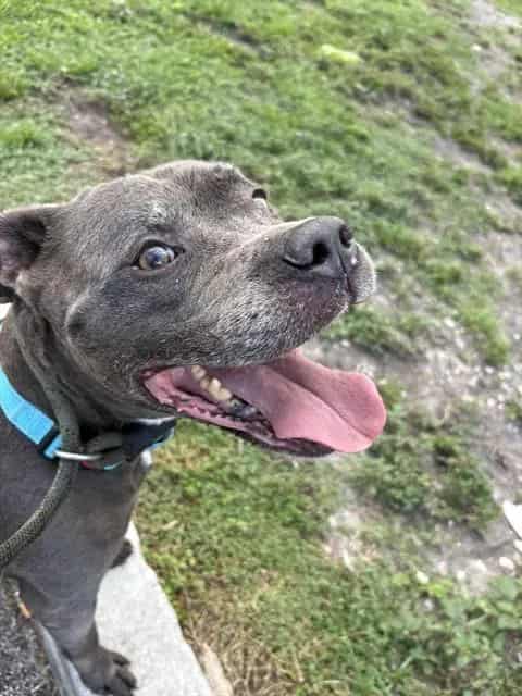 Photo of Mark, adoptable senior Pit Bull Terrier mix in Miami, Florida