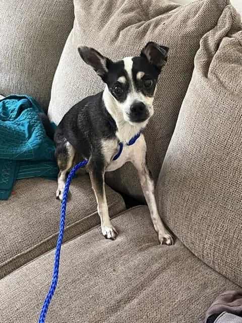 Photo of Tony, adoptable senior Chihuahua - Smooth Coated mix in Miami, Florida