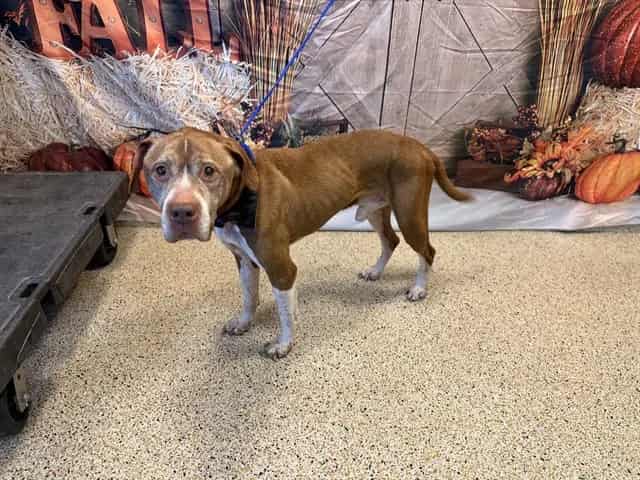 Photo of Stanley, adoptable senior Terrier in Miami, Florida