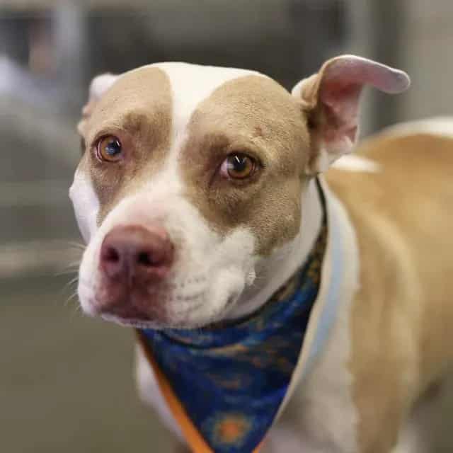 Photo of Penny, adoptable senior dog in San Antonio, Texas