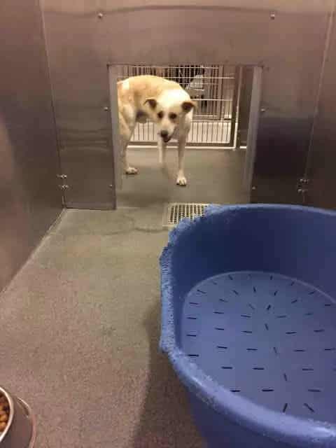 Photo of Cody, adoptable senior German Shepherd Dog and Labrador Retriever