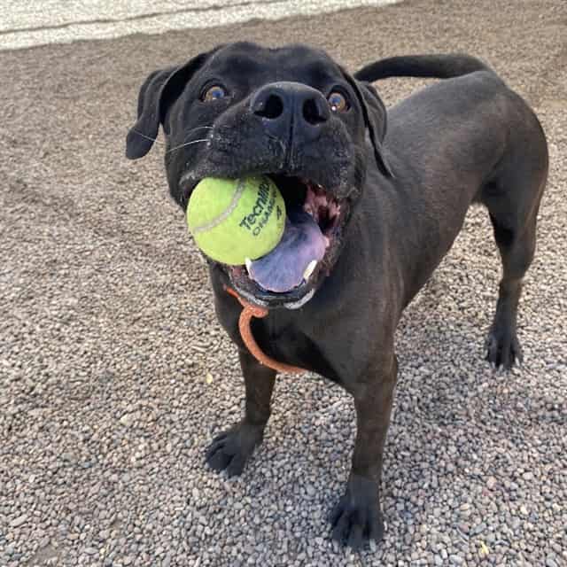 Photo of Bruno, adoptable senior BLACK AM PIT BULL TER in Phoenix, Arizona