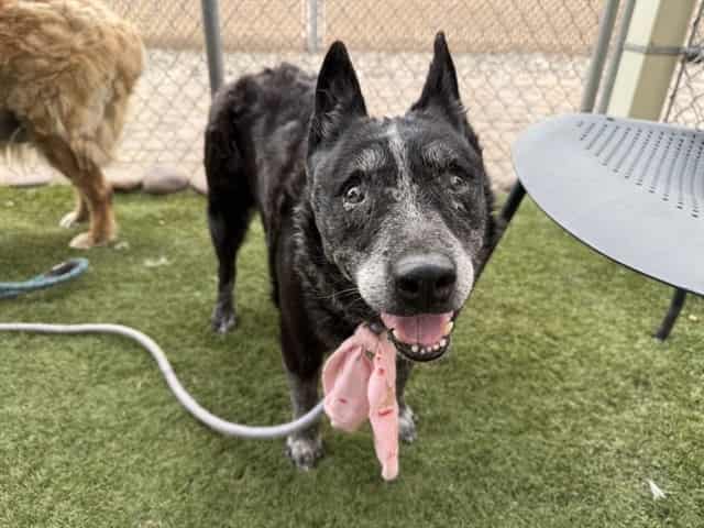 Photo of Loba, adoptable senior BLACK AUST CATTLE DOG in Phoenix, Arizona