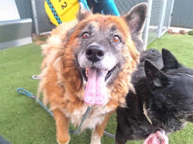 Photo of Tilda, adoptable senior dog in Phoenix, Arizona