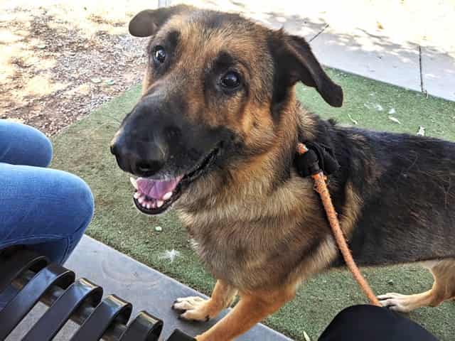 Photo of Scooby, adoptable senior dog in Phoenix, Arizona