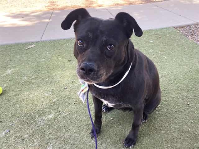 Photo of Alley, adoptable senior BLACK LABRADOR RETR in Phoenix, Arizona