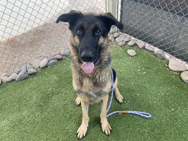 Photo of Bruno, adoptable senior dog in Phoenix, Arizona