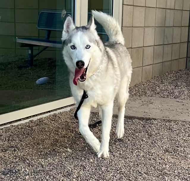 Photo of Max, adoptable senior dog in Phoenix, Arizona