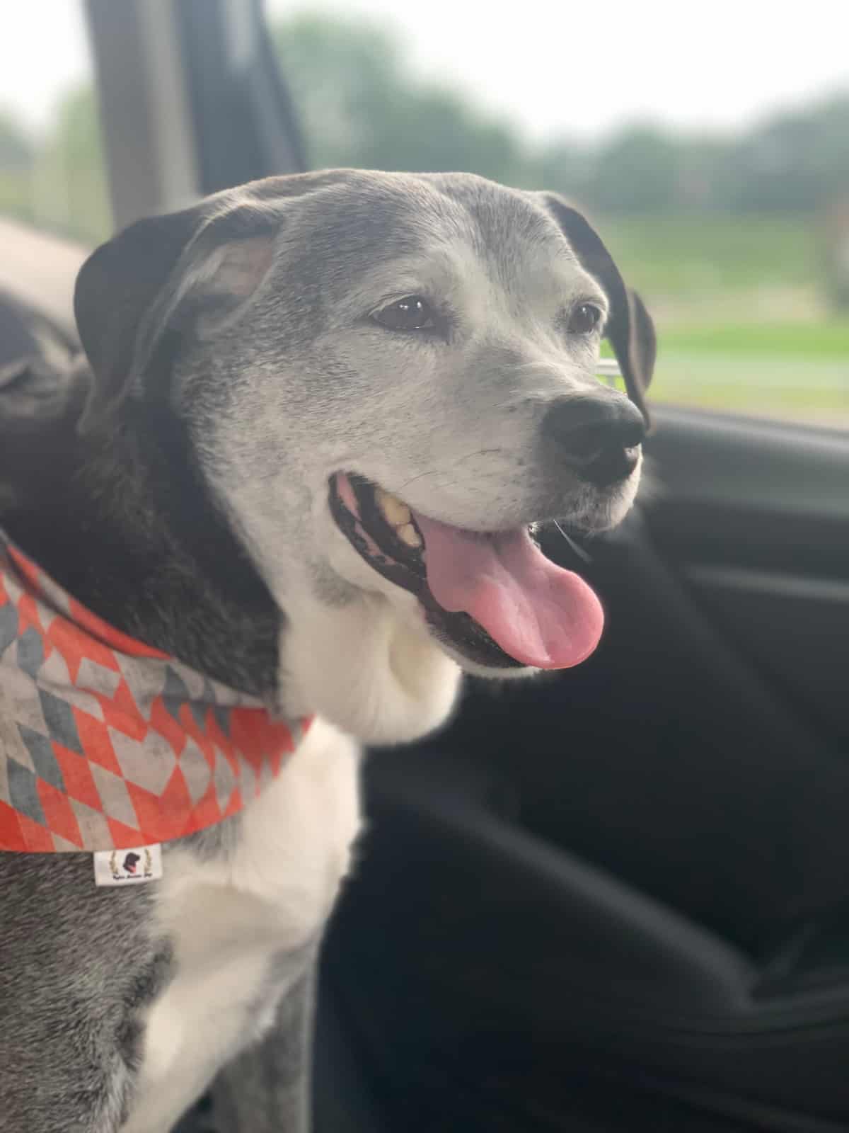 Emma, adoptable dog