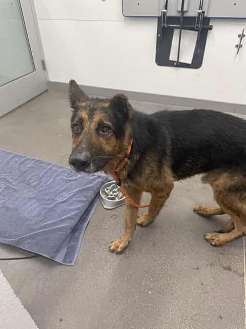 Photo of Maxwell, adoptable senior dog in Phoenix, Arizona