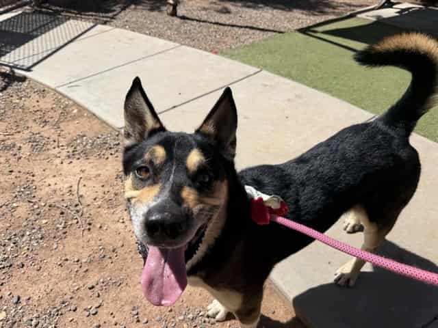 Photo of Baxter, adoptable senior TRICOLOR GERM SHEPHERD/AUST CATTLE DOG in Phoenix, Arizona