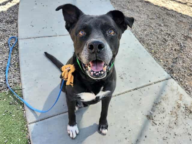 Photo of Mustang, adoptable senior BLACK/WHITE LABRADOR RETR/MIX in Phoenix, Arizona
